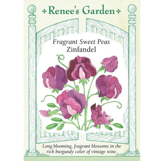 Zinfandel Sweet Pea Flower Seeds