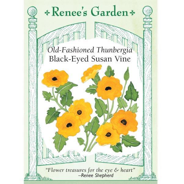 Black-eyed Susan Vine Thungbergia Flower Seeds