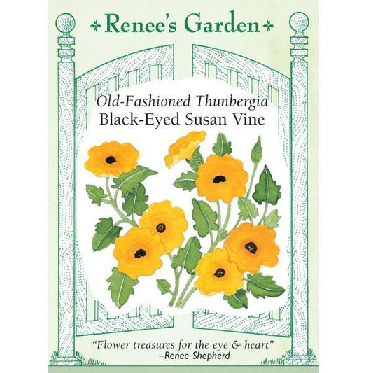 Black-eyed Susan Vine Thungbergia Flower Seeds