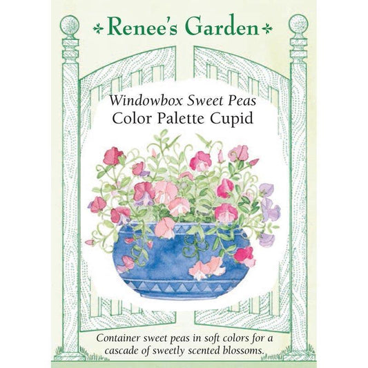 Cupid Color Palette Windowbox Sweet Pea Flower Seeds