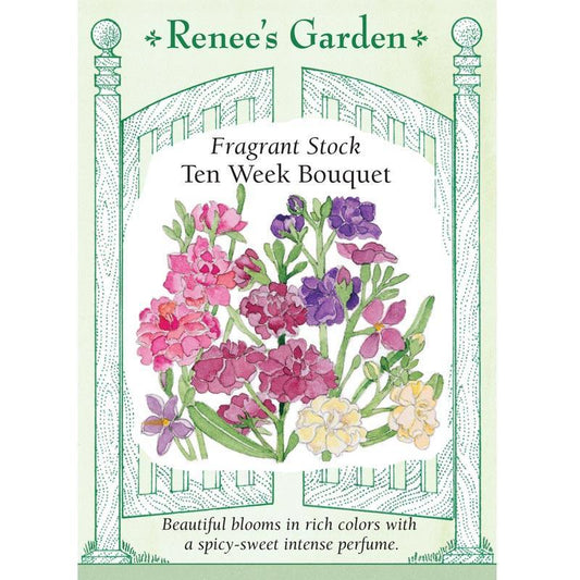 Ten Week Perfume Stock Flower Seeds
