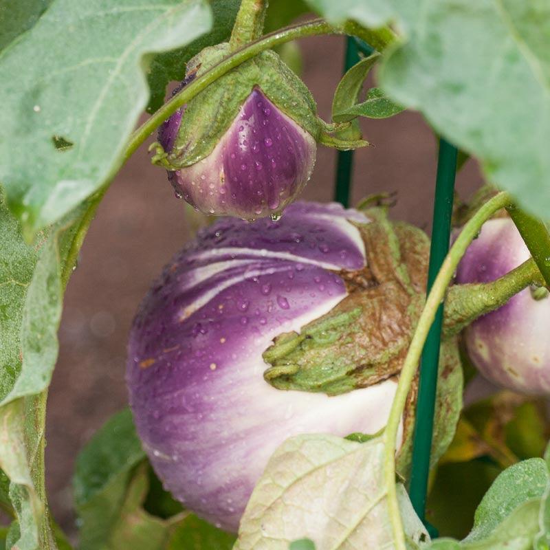 Organic Eggplant, Rosa Bianca (1 oz)