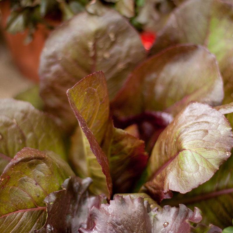 Organic Lettuce, Rouge d'Hiver (1/4 lb)