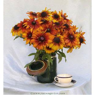Rudbeckia Cappuccino (Butterfly) Flower Seeds