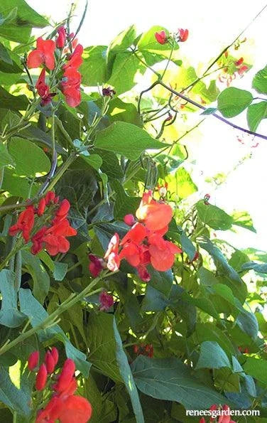 Magic Beanstalk Runner Bean Seeds