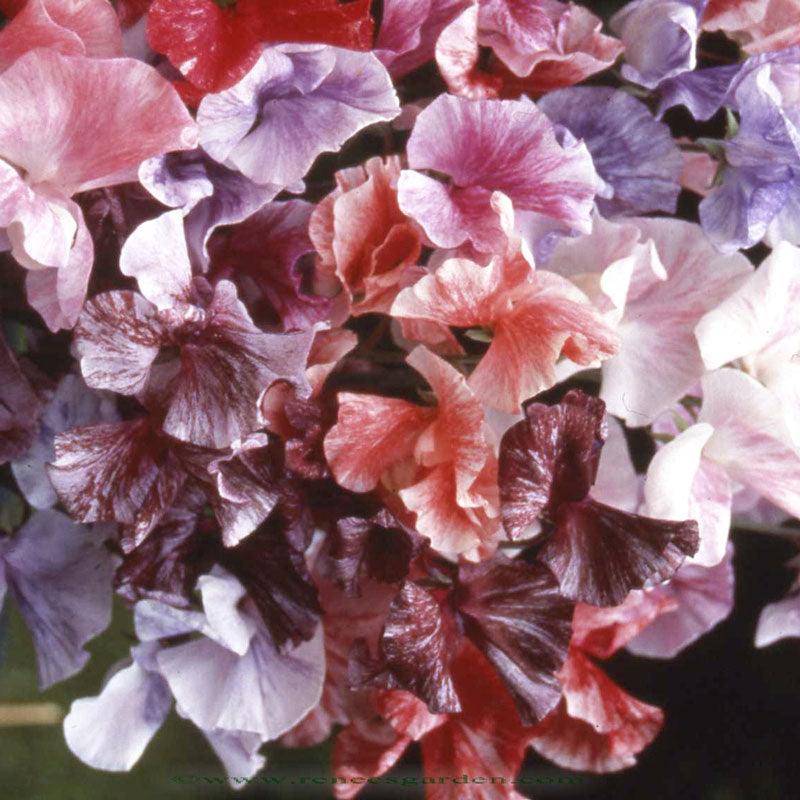 Saltwater Taffy Swirls Specialty Sweet Pea Flower Seeds
