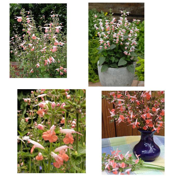 Coral Nymph Hummingbird Salvia Flower Seeds