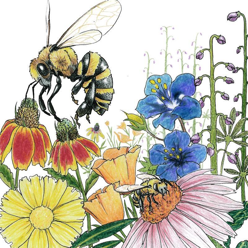 Save the Bees Wildflower Mix (1/4 lb)