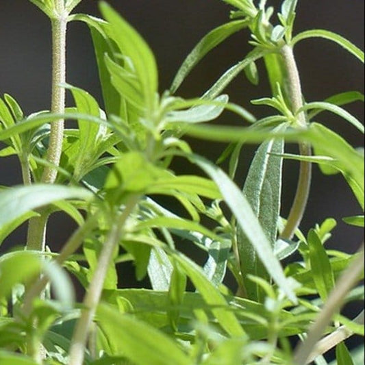 Summer Savory