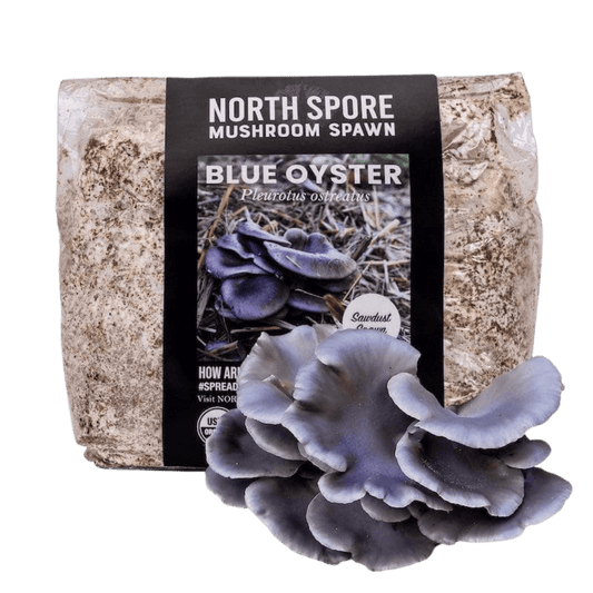Organic Blue Oyster Mushroom Sawdust Spawn