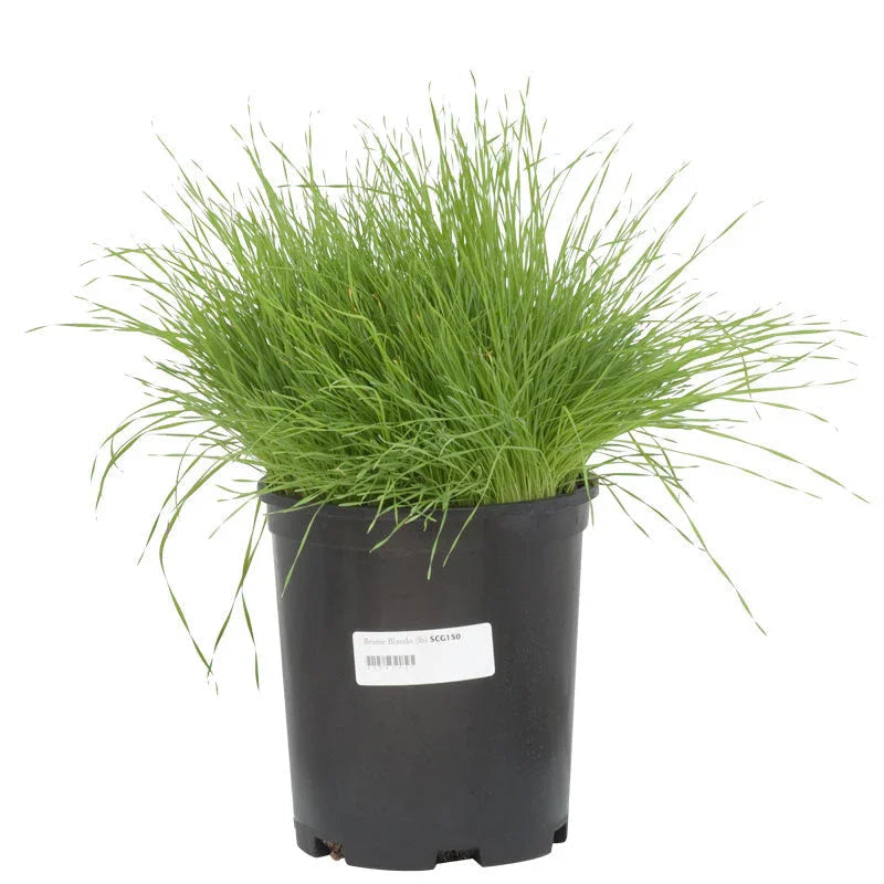 Blando Brome Grass Seed (lb)