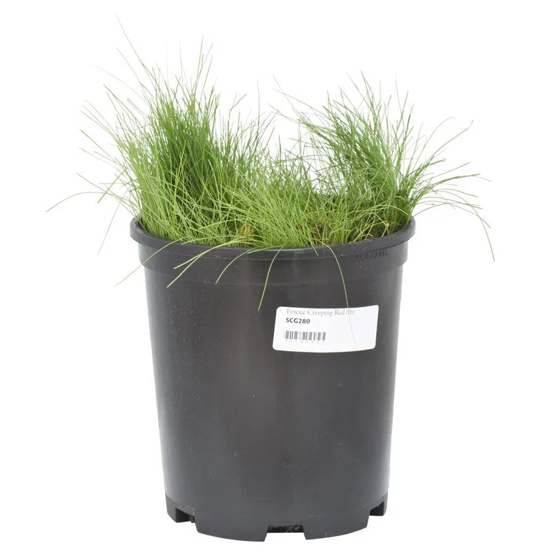 Creeping Red Fescue Seed (lb)