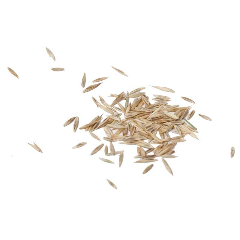 Creeping Red Fescue Seed (lb)