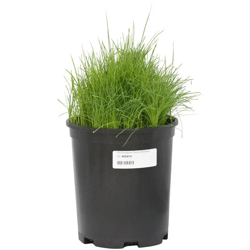 Paiute Orchardgrass Seed (lb)