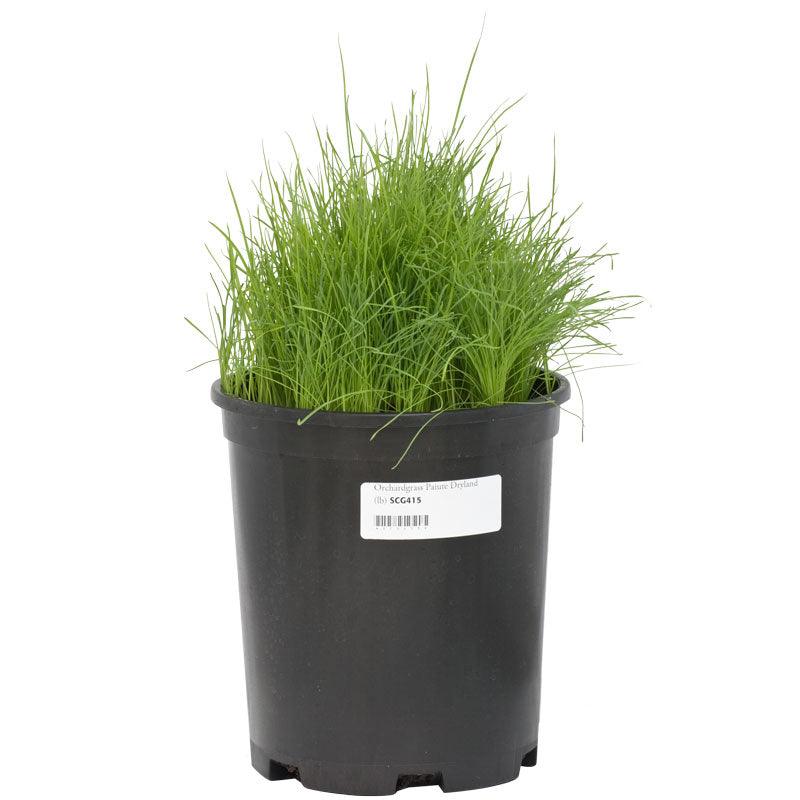 Organic Orchardgrass (lb)