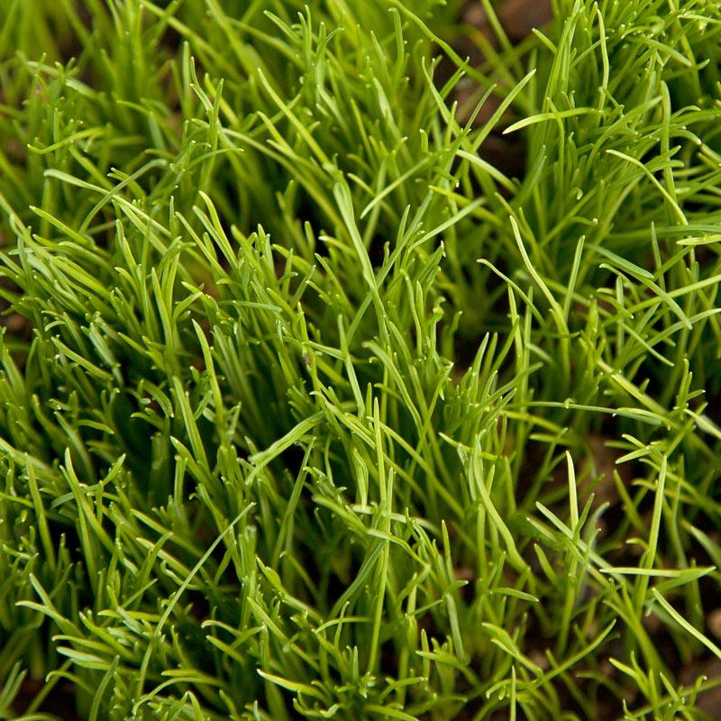 Organic Ryegrass, Oregon Annual (lb)
