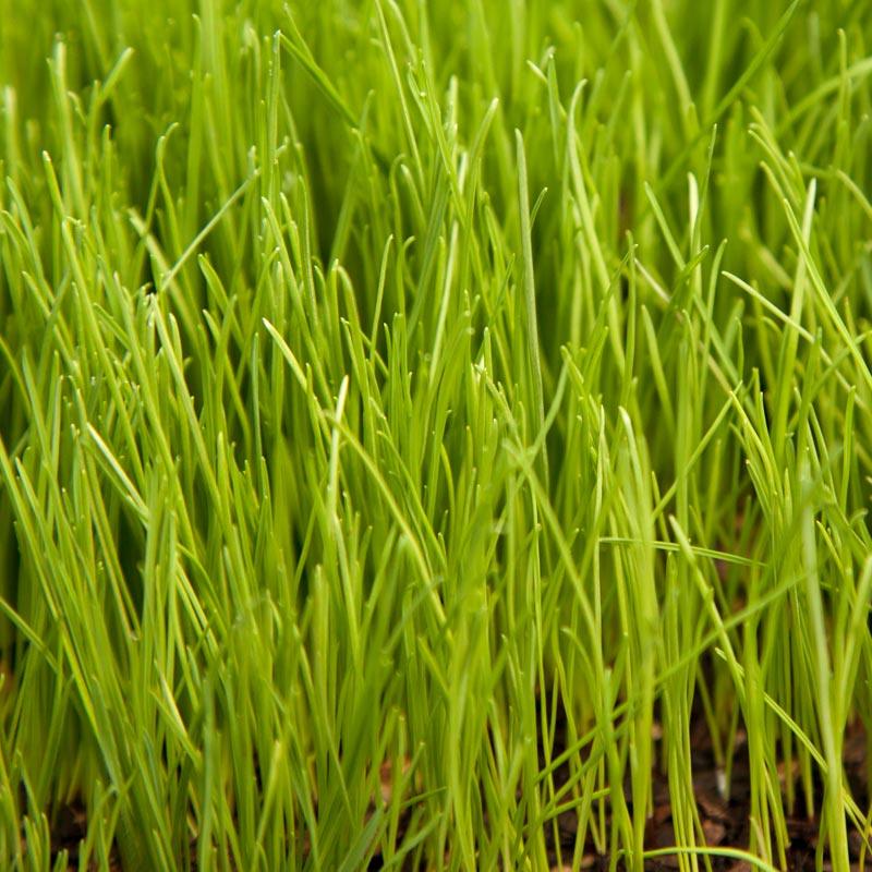 Organic Ryegrass, Oregon Annual (lb)