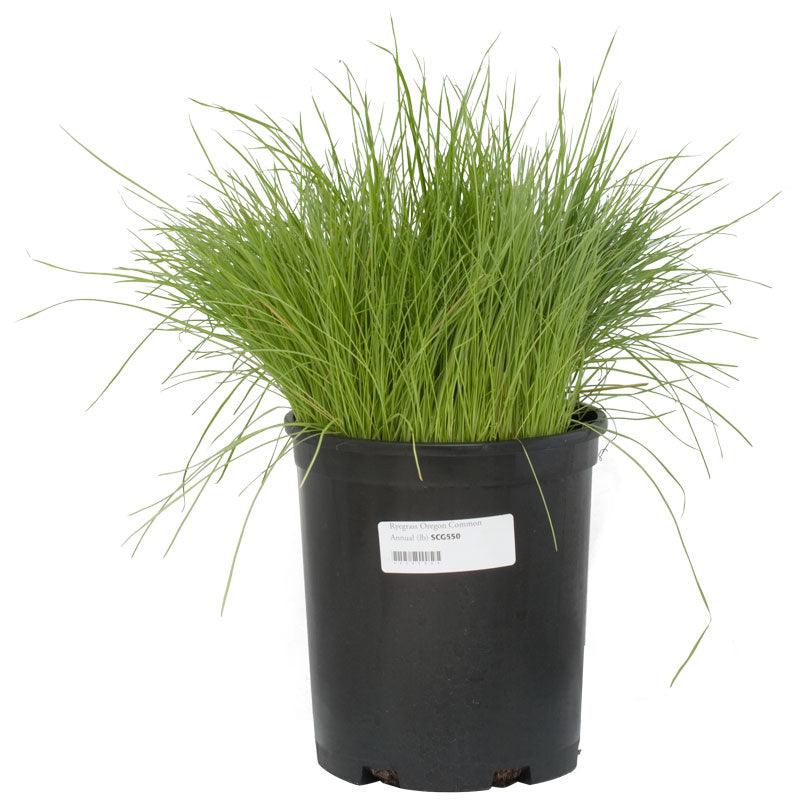 Organic Ryegrass, Oregon Annual (lb)