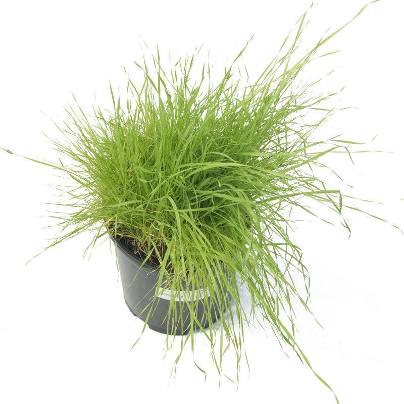 Timothy Grass Seed (Lb)