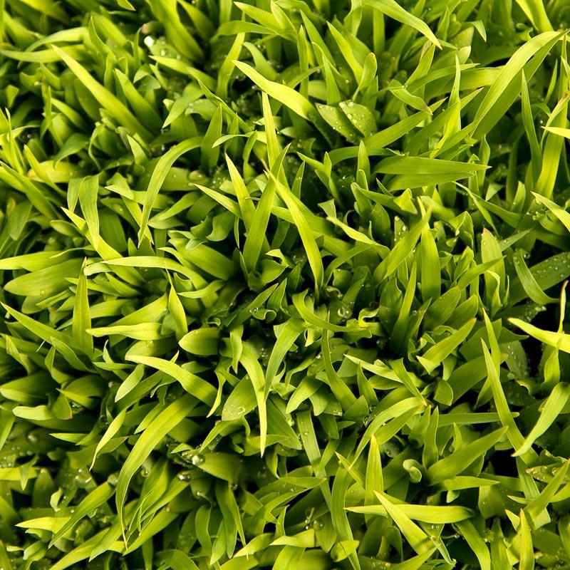Sudangrass - Raw Seed (lb)