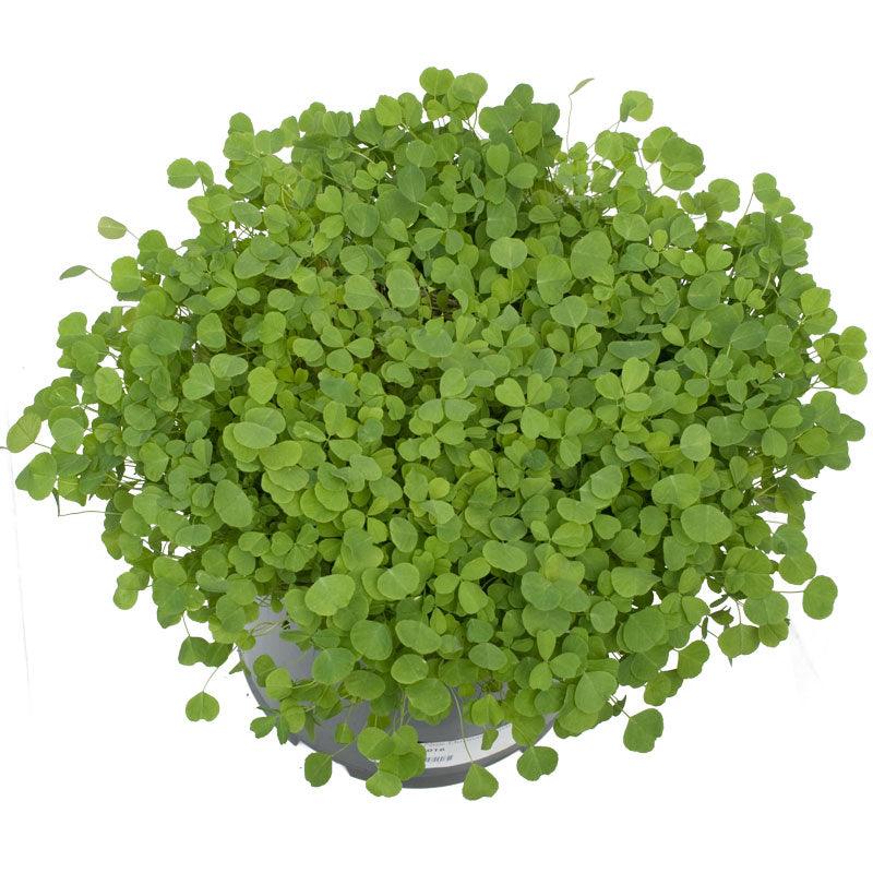 Non-Dormant Alfalfa - Nitrocoated Seed (lb)