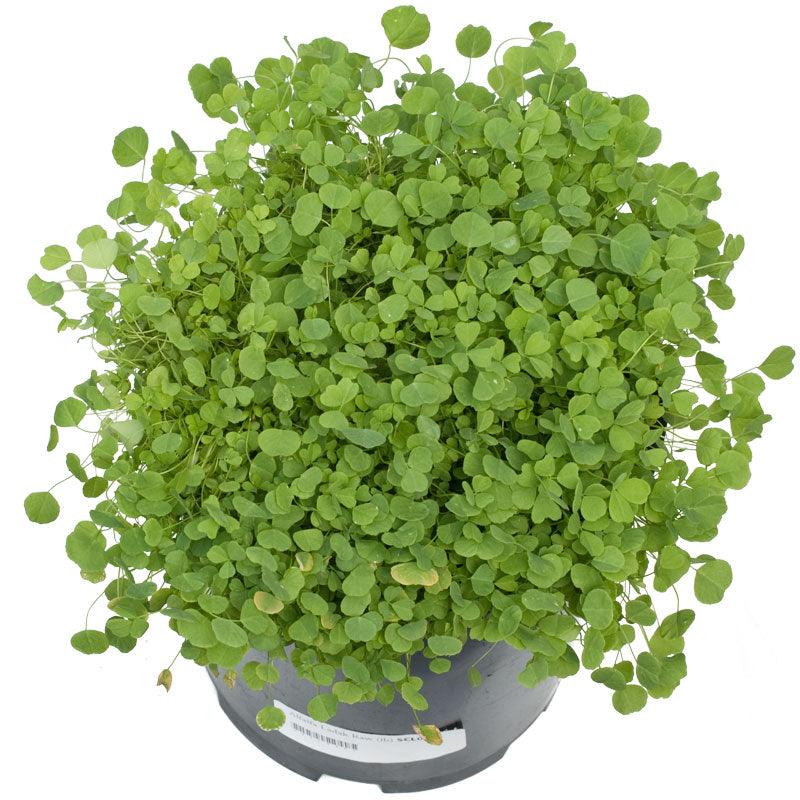 Ladak Alfalfa - Raw Seed (lb)