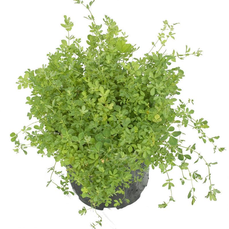 Birdsfoot Trefoil - Nitrocoated Seed (lb)