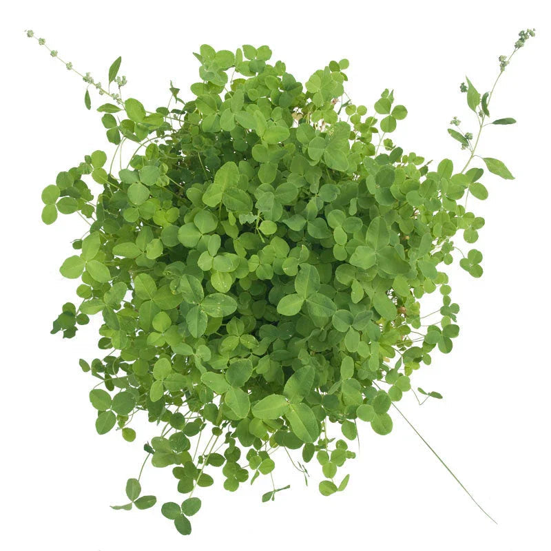 Alsike Clover - Nitrocoated Seed (lb)