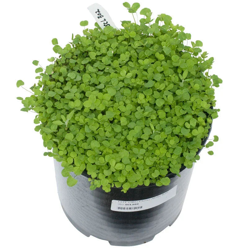 Organic Alsike Clover - Raw Seed (lb)
