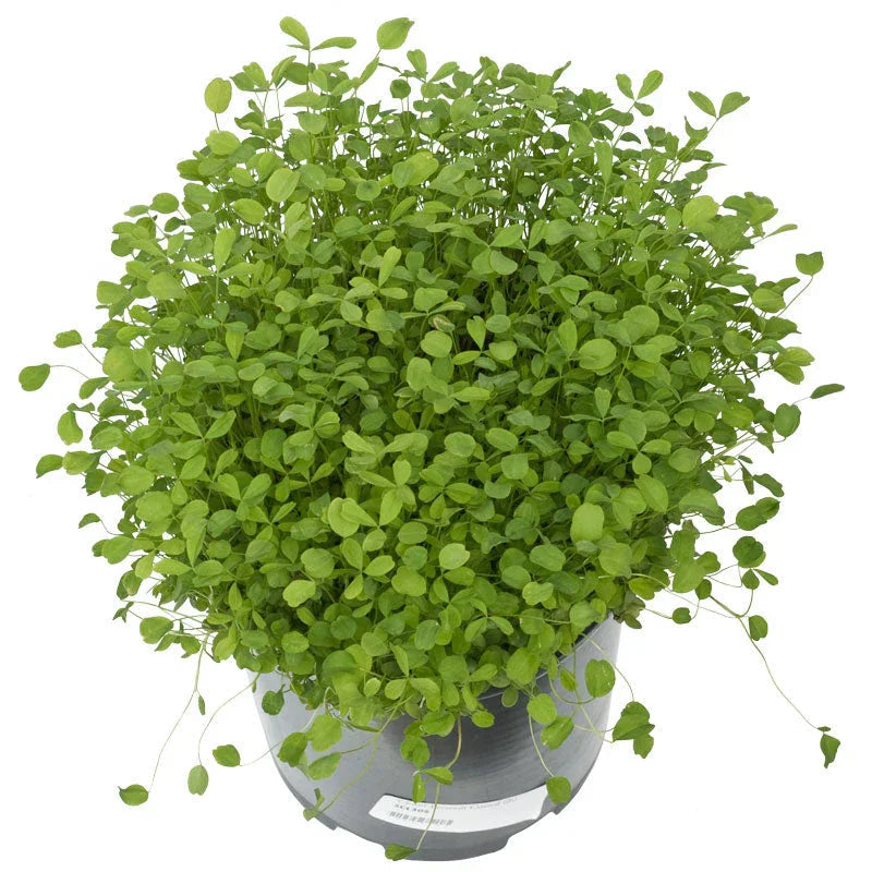 Berseem Clover - Nitrocoated Seed (lb)