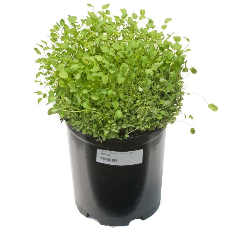Berseem Clover - Nitrocoated Seed (lb)