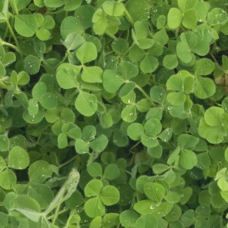 Crimson Clover - Nitrocoated Seed (lb)