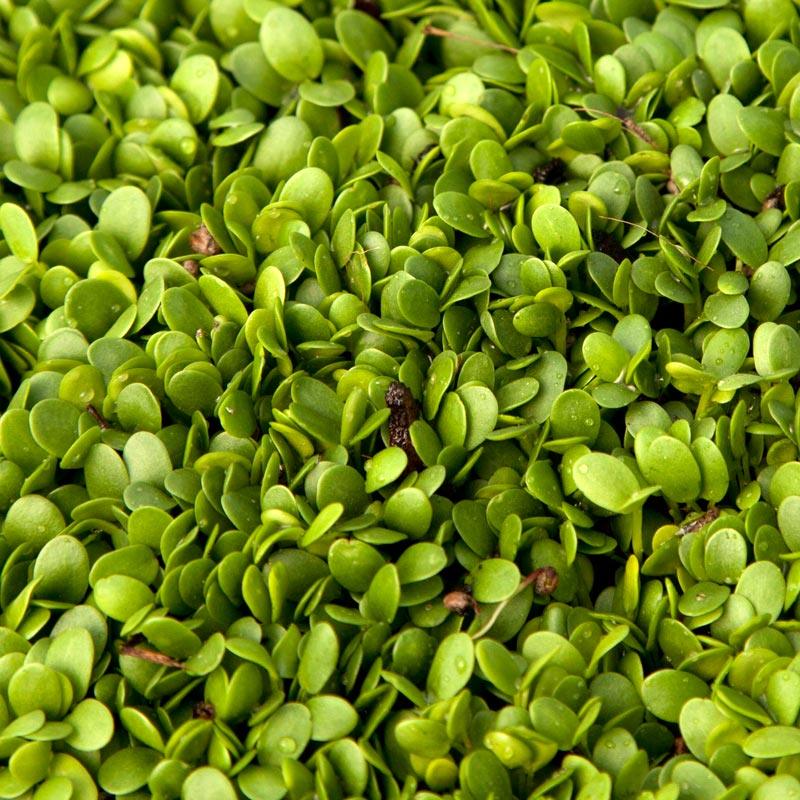 Crimson Clover - Nitrocoated Seed (lb)