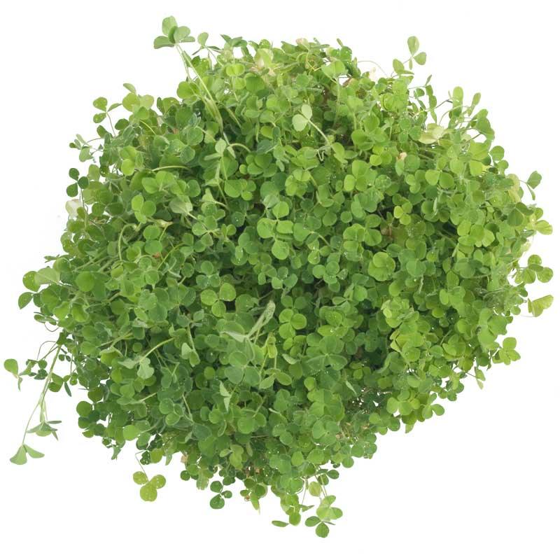 Organic Crimson Clover - Raw Seed (lb)