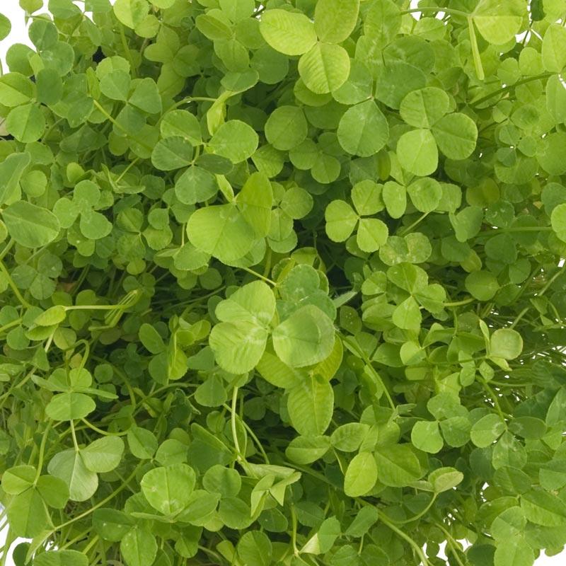 Ladino White Clover - Nitrocoated Seed (lb)