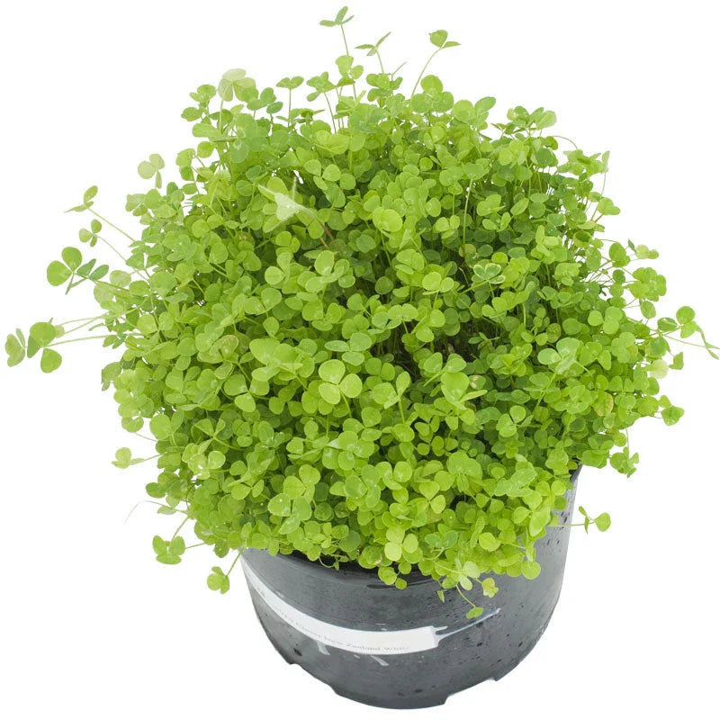 New Zealand White Clover - Nitrocoated Seed (lb)