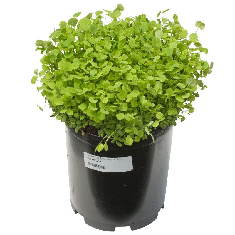 Doublecut Red Clover - Nitrocoated Seed (lb)