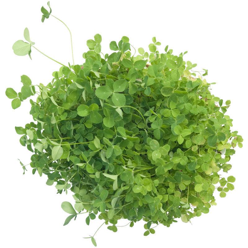 Organic Red Clover - Raw Seed (lb)