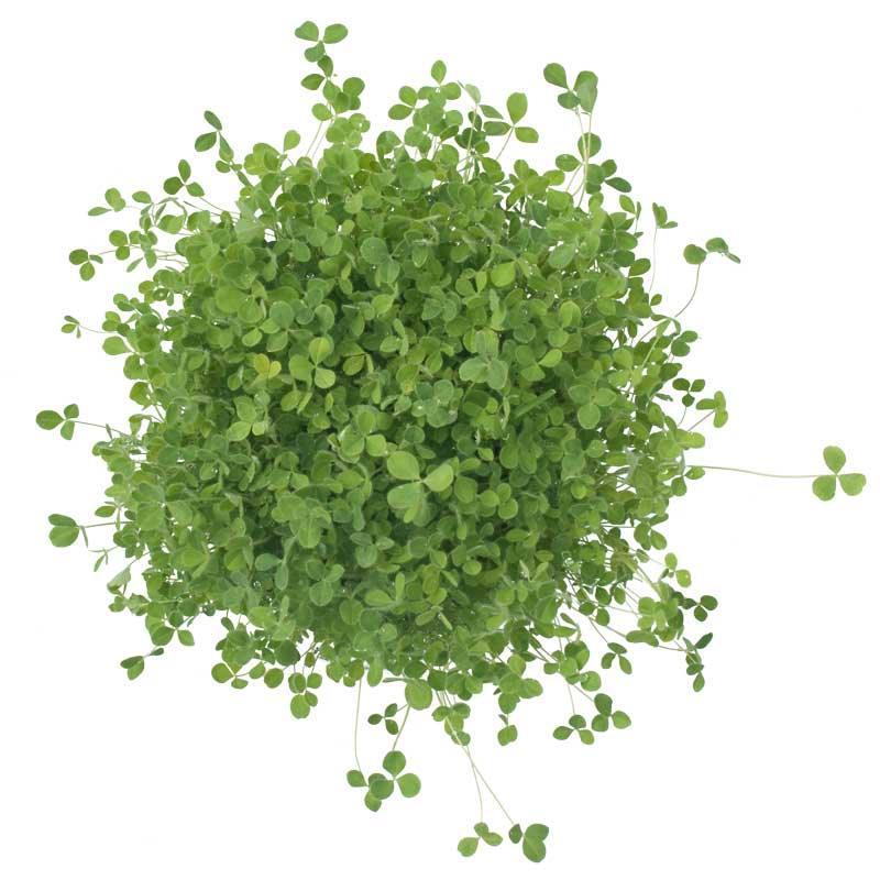 Hykon Rose Clover - Nitrocoated Seed (lb)