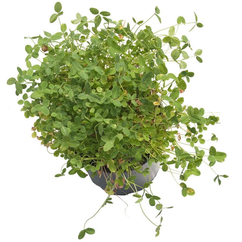 O'Conners Strawberry Clover - Nitrocoated Seed (lb)