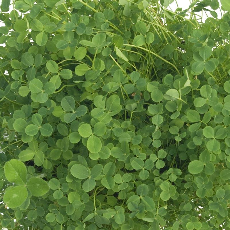 Palestine Strawberry Clover - Nitrocoated Seed (lb)