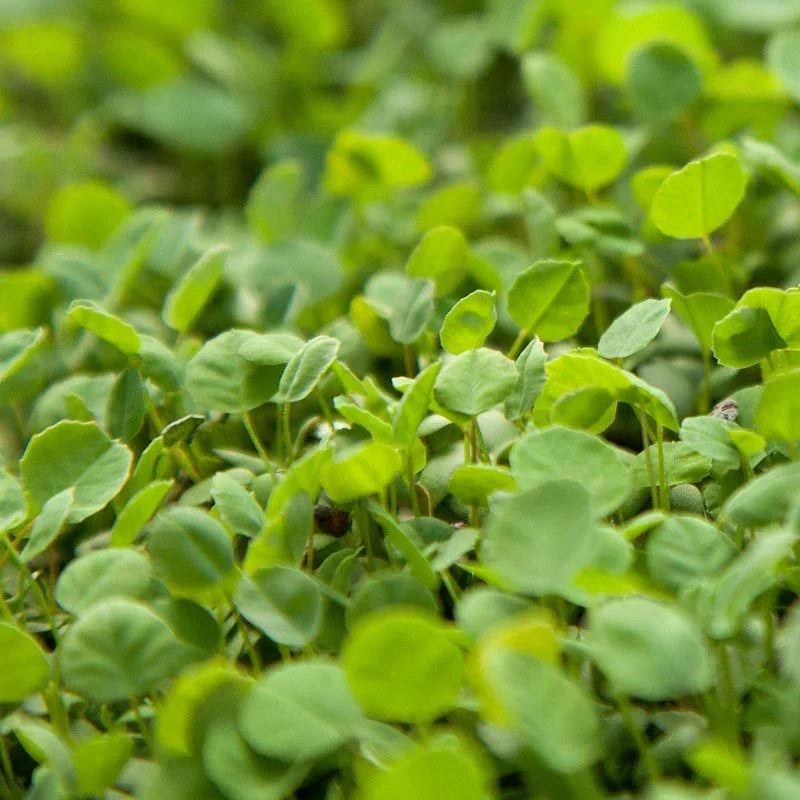Yellow Sweet Clover, Biennial Nitrocoated (lb)