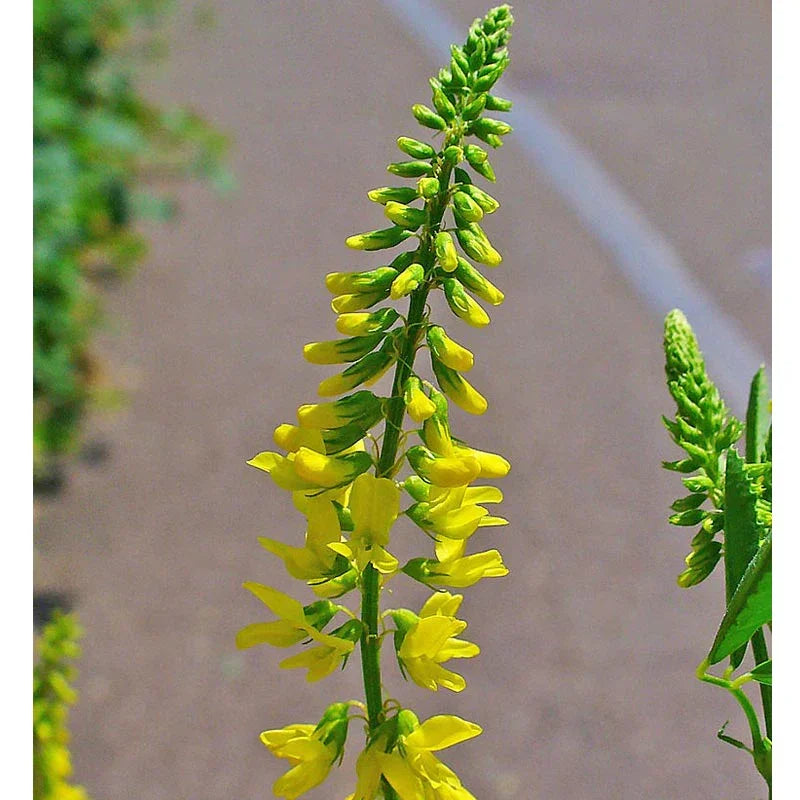 Yellow Sweet Clover, Biennial Nitrocoated (lb)