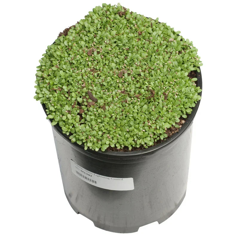 Persian Clover - Nitrocoated Seed (lb)
