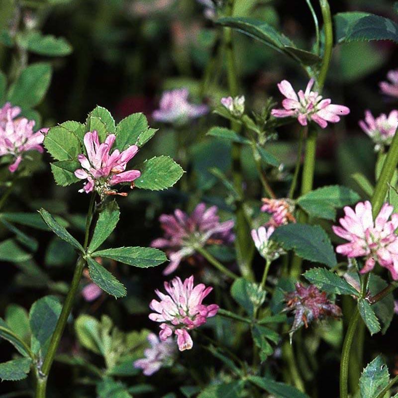 Persian Clover - Nitrocoated Seed (lb)