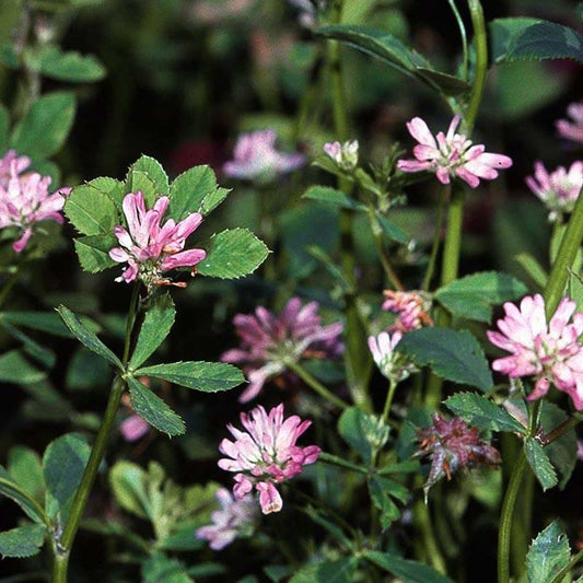 Persian Clover - Nitrocoated Seed (lb)