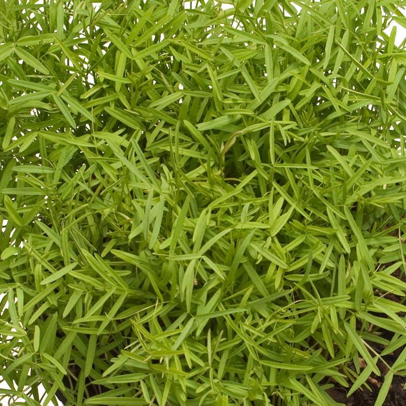 Purple Vetch - Raw Seed (lb)