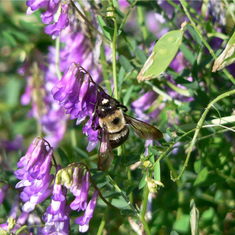Purple Vetch - Raw Seed (lb)