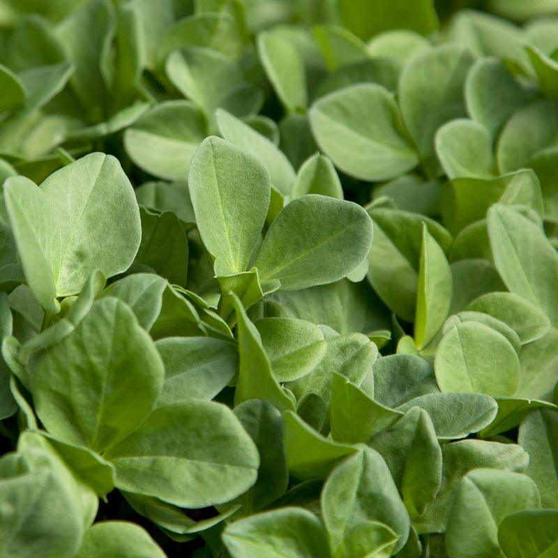 Fava Bean, Windsor, Raw Seed (lb)
