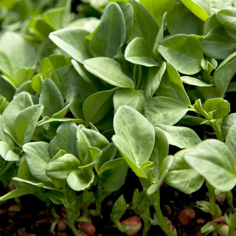 Bell Beans - Raw Seed (lb)
